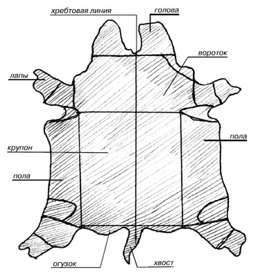 Топографические участки шкуры